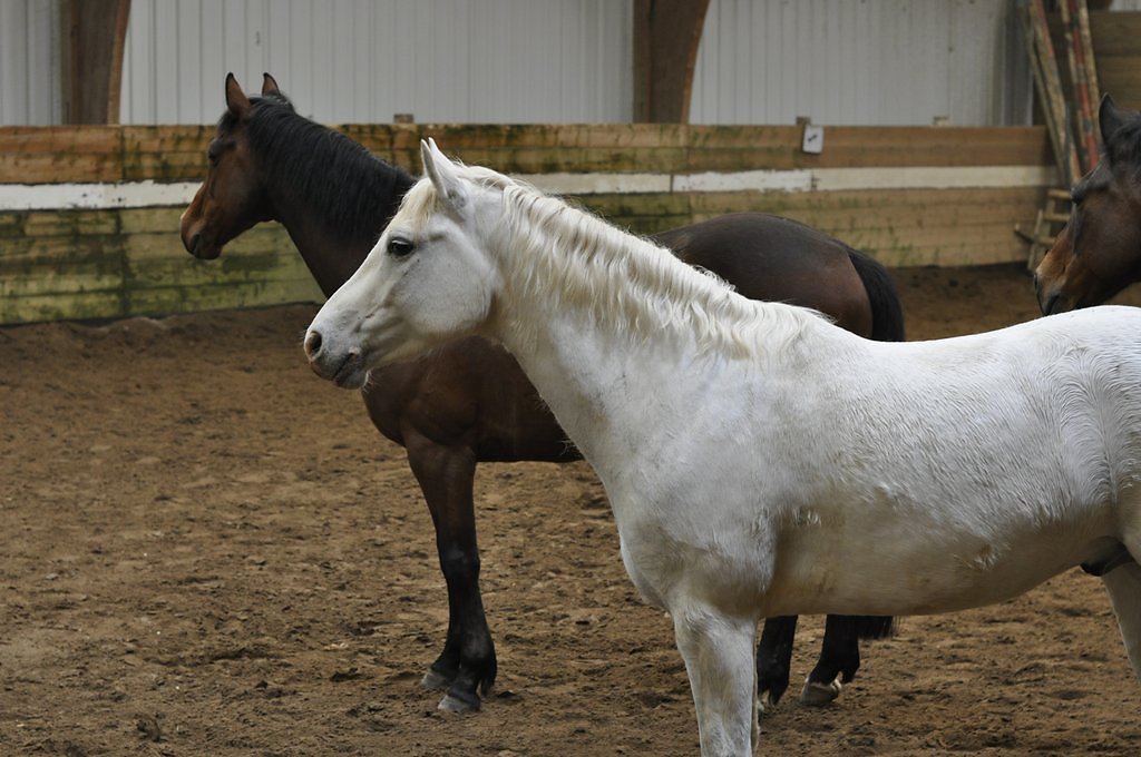 DSC8234.JPG