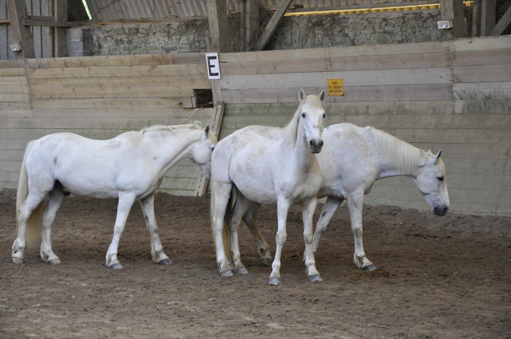 DSC0806.JPG