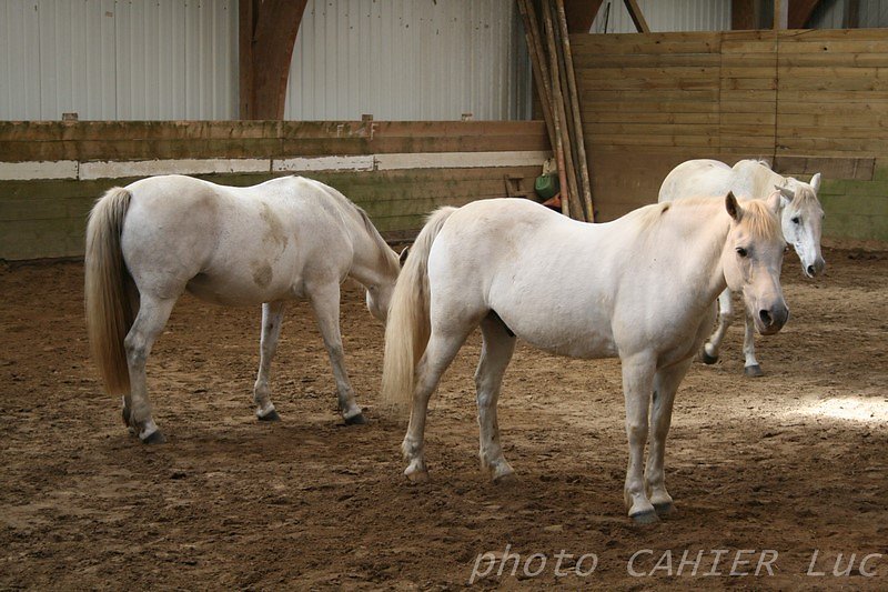IMG-8432.JPG