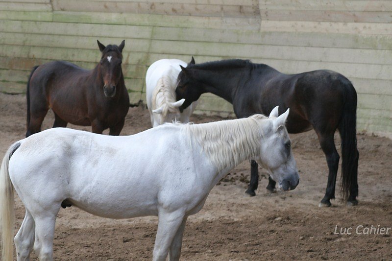 IMG-0050.jpg