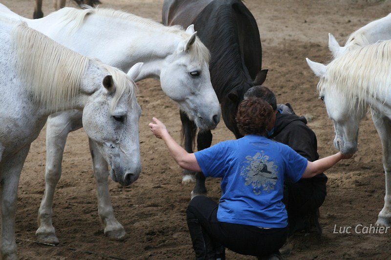 IMG-0052.jpg