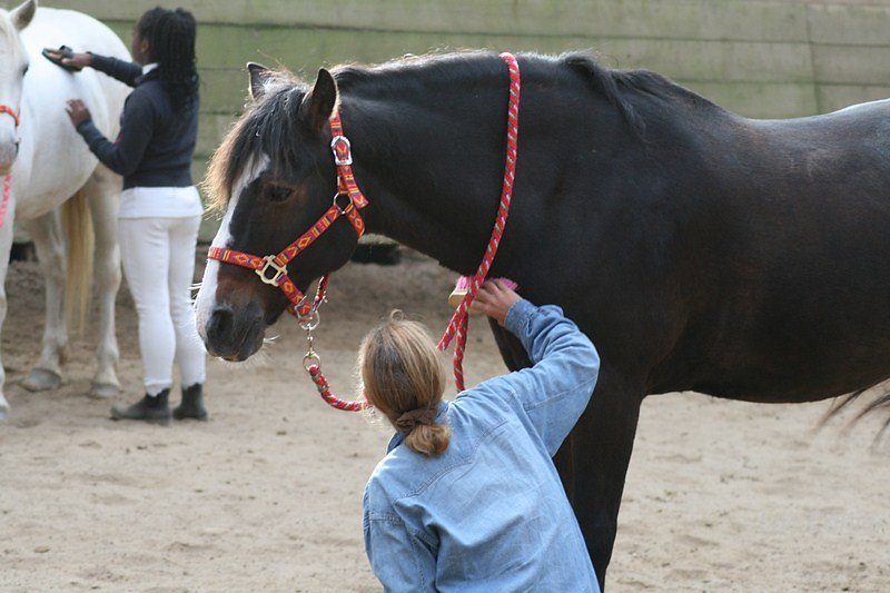 IMG-0110.jpg