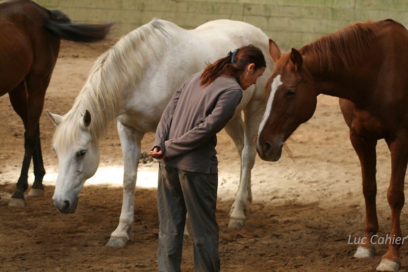 IMG-0010.jpg