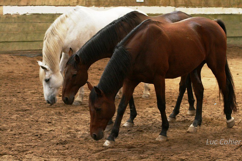IMG-0014.jpg