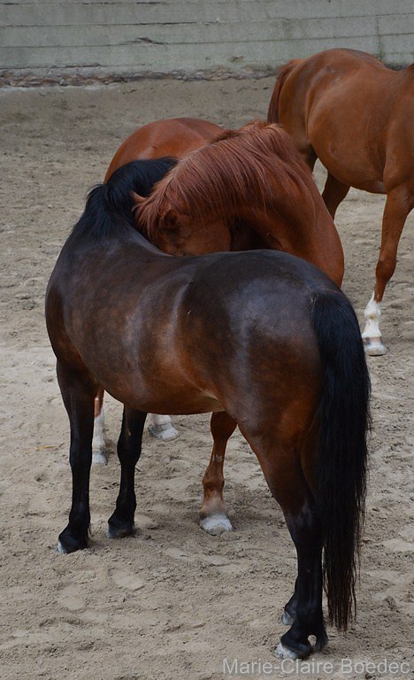 DSC-0575.JPG